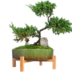 ARTKETTY bonsai pot front view showing modern ceramic finish and clean lines