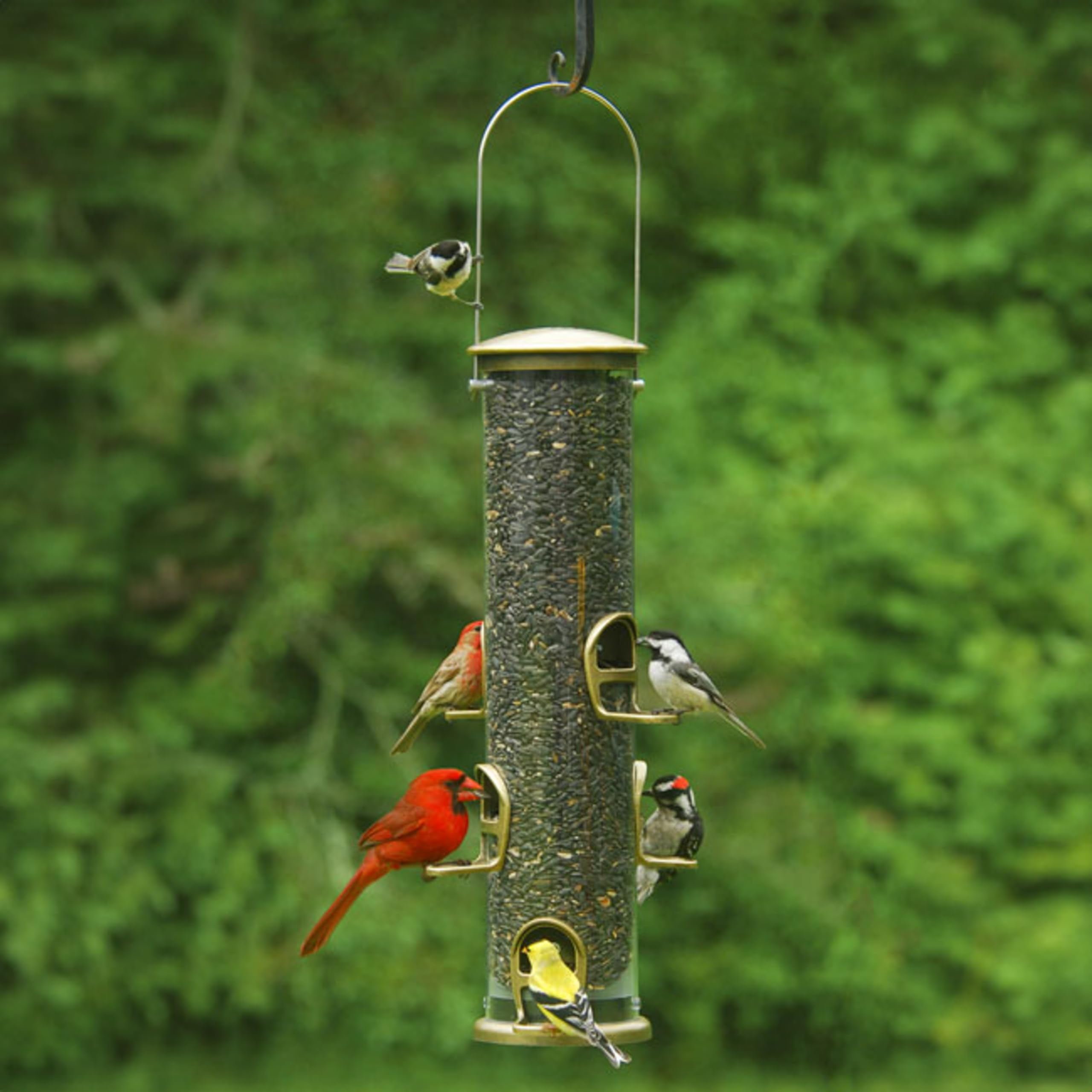 Aspects 420 close-up of cardinal perch delivering secure support for larger birds