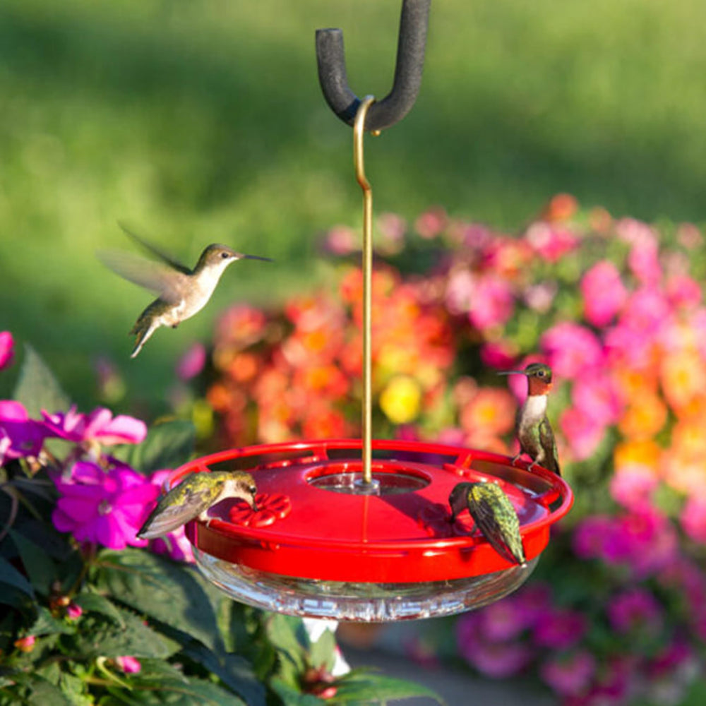 Aspects HummZinger built-in ant moat close-up keeping nectar pest-free
