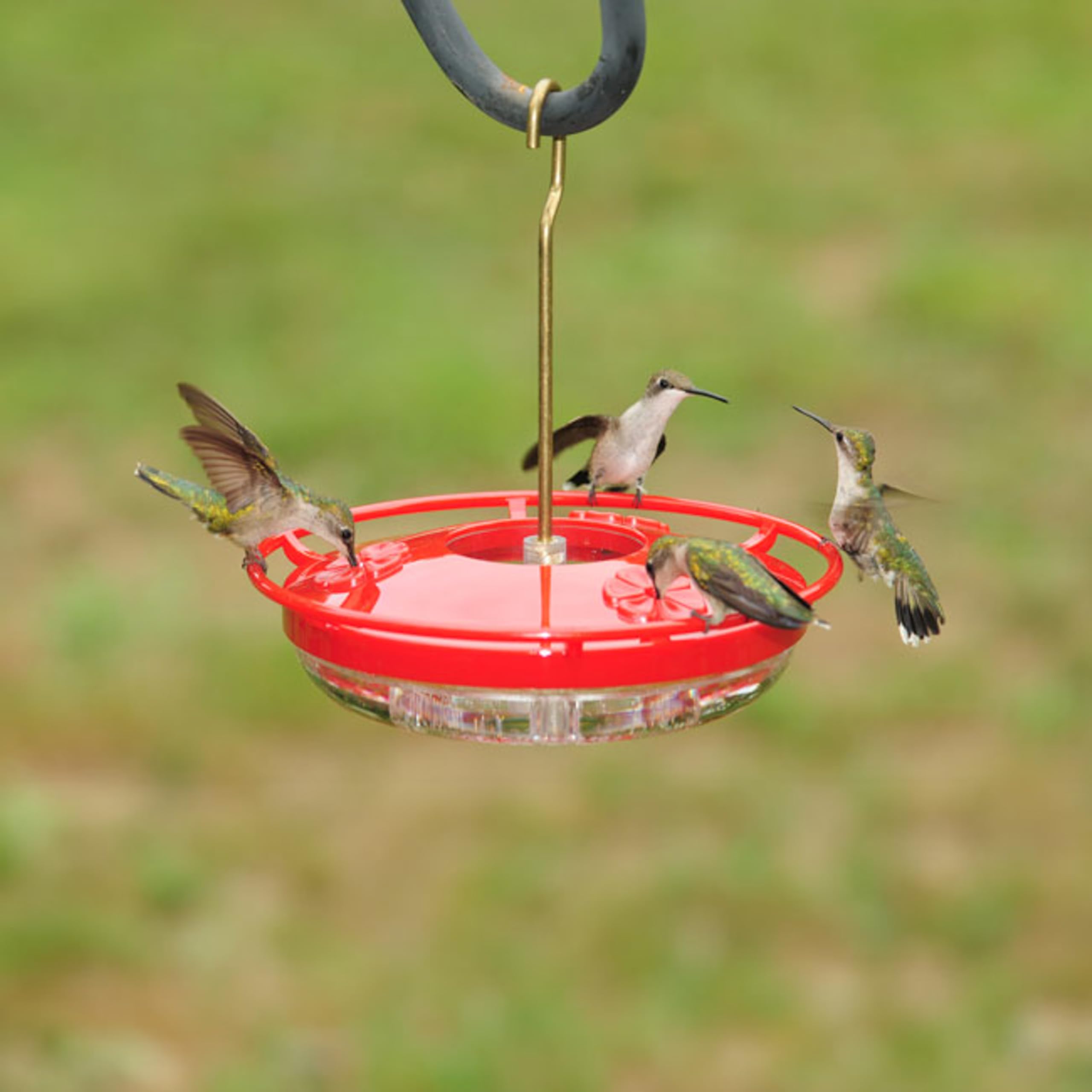 Aspects Hummzinger hanging from a branch for flexible suspension options