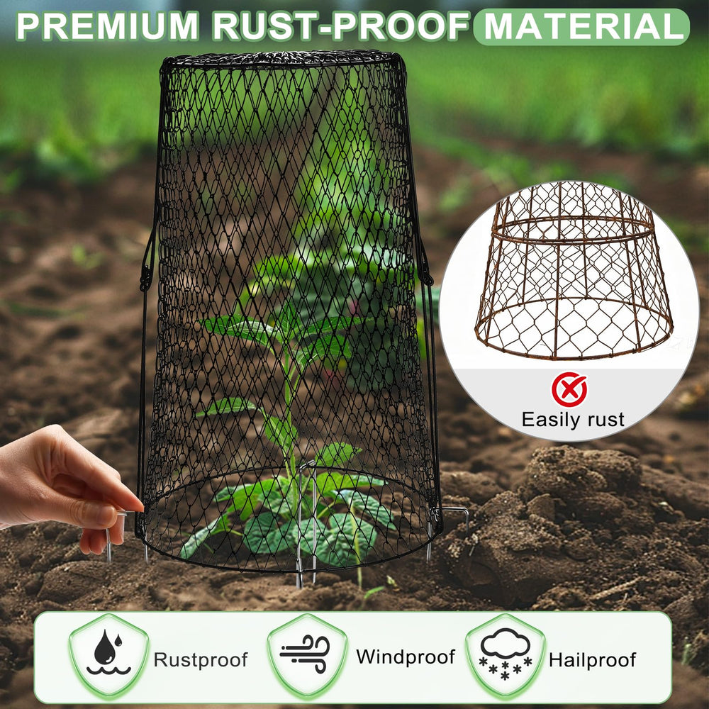 AugFir cloche installed over a tomato seedling protecting from animals while allowing light
