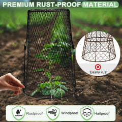 AugFir cloche installed over a tomato seedling protecting from animals while allowing light