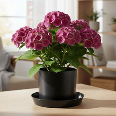 Austin Planter saucer holding a large pot demonstrating stable plant support