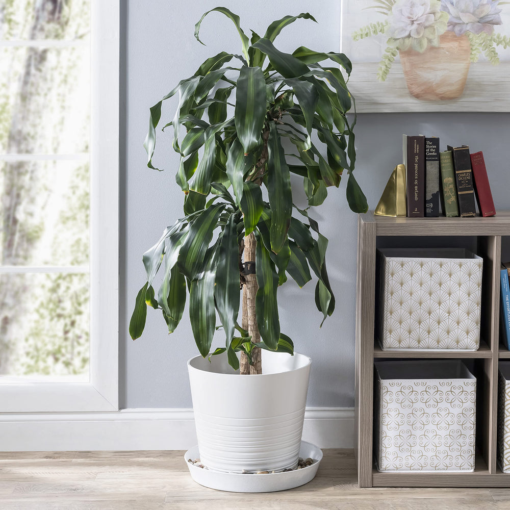 Austin Planter size comparison with hand and pot to show scale and fit