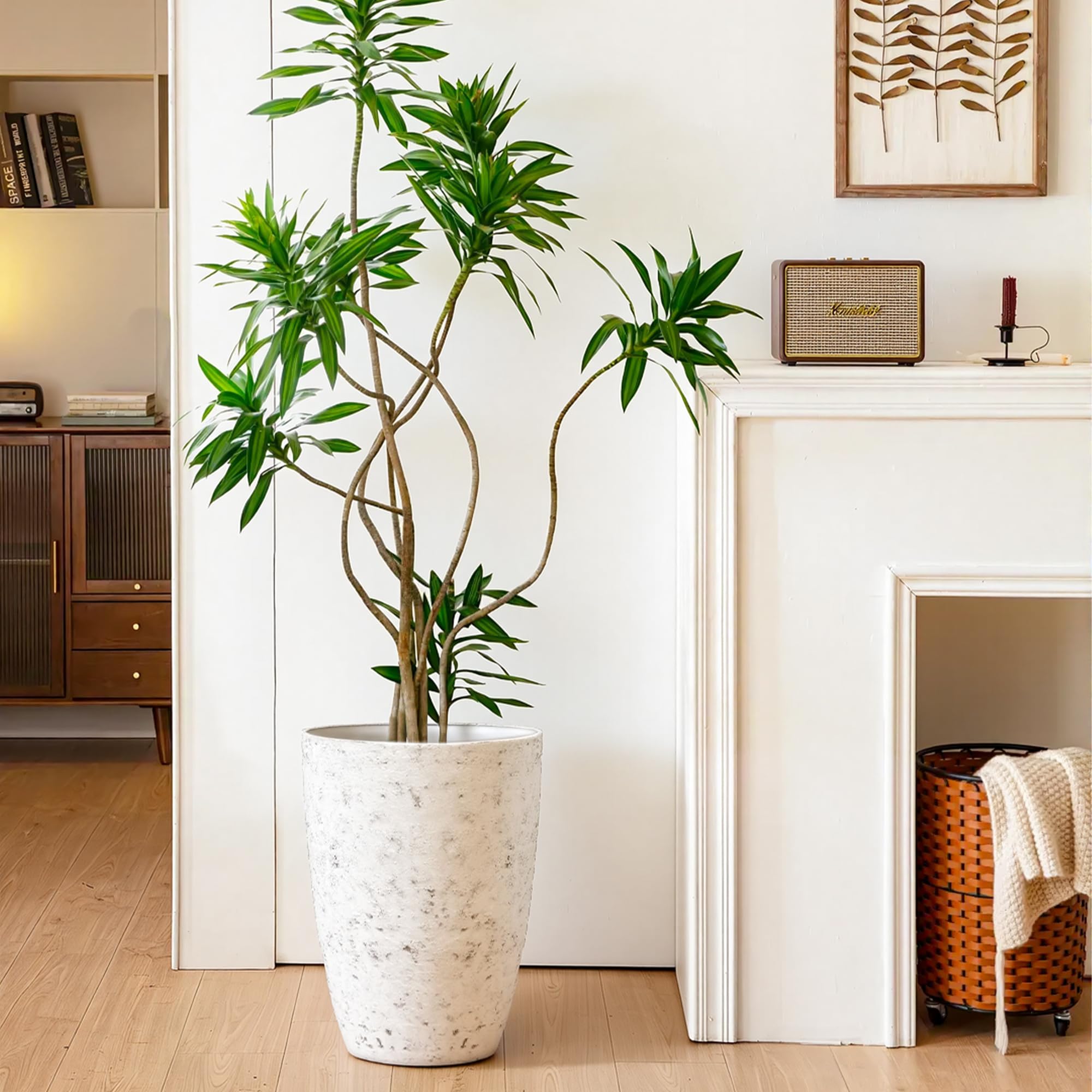 AUTODAYA side profile showing 19.5-inch height and scale for tall plants