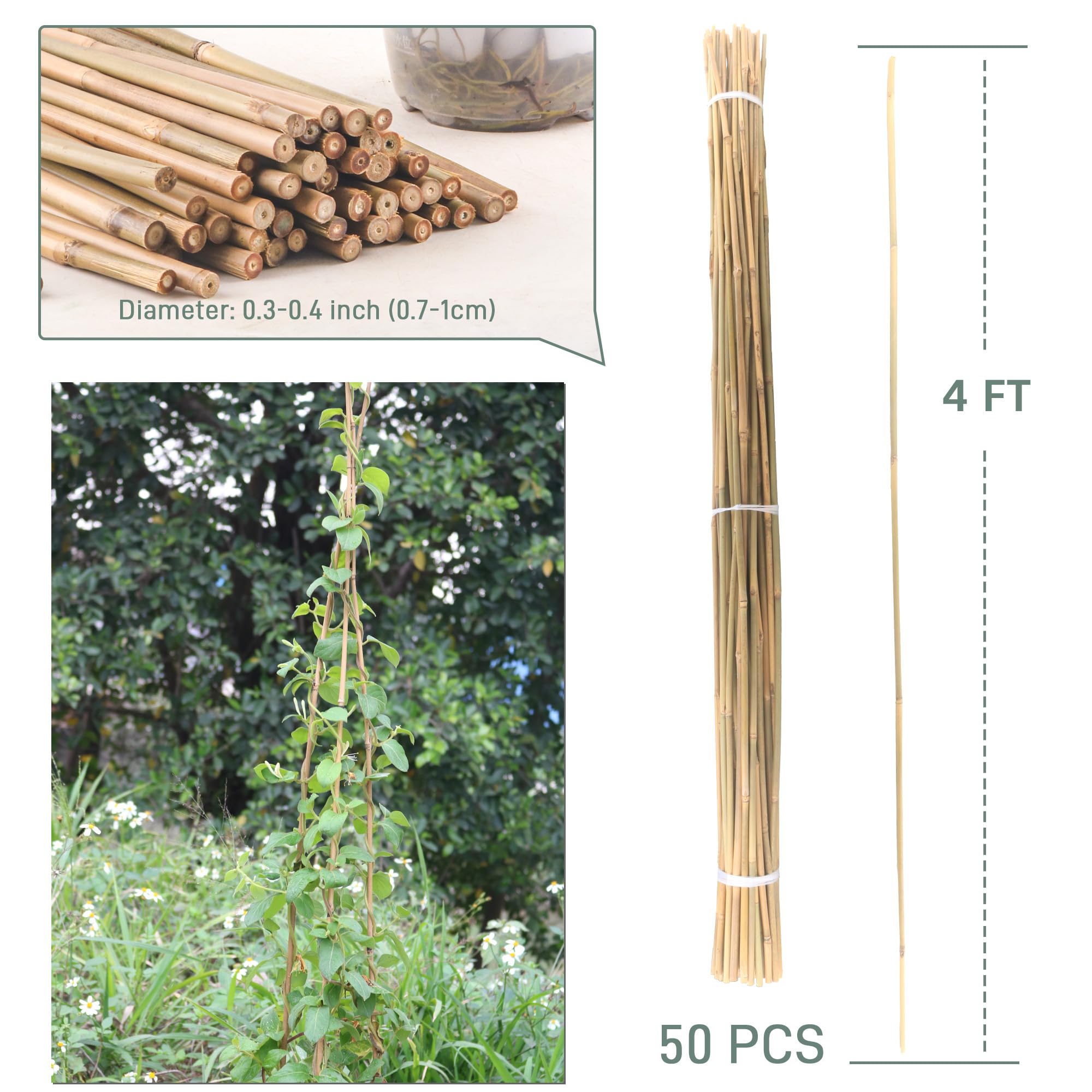 Avalution stake beside ruler showing 4ft length for sizing confidence