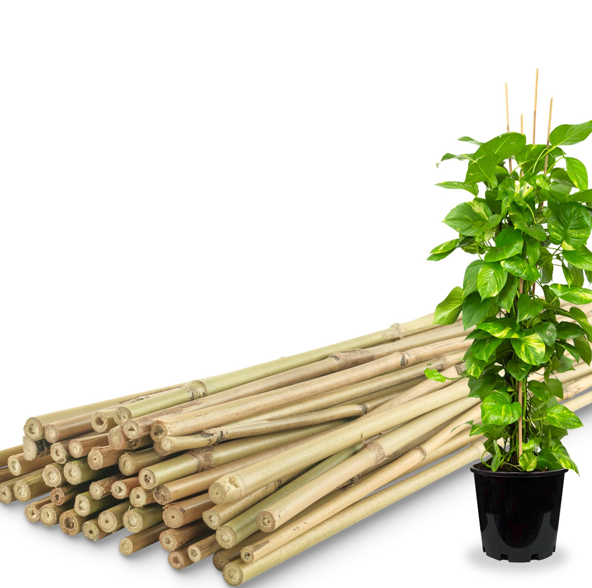 Avalution front pack of 50 bamboo stakes showing quantity and length benefit