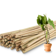 Avalution front pack of 50 bamboo stakes showing quantity and length benefit