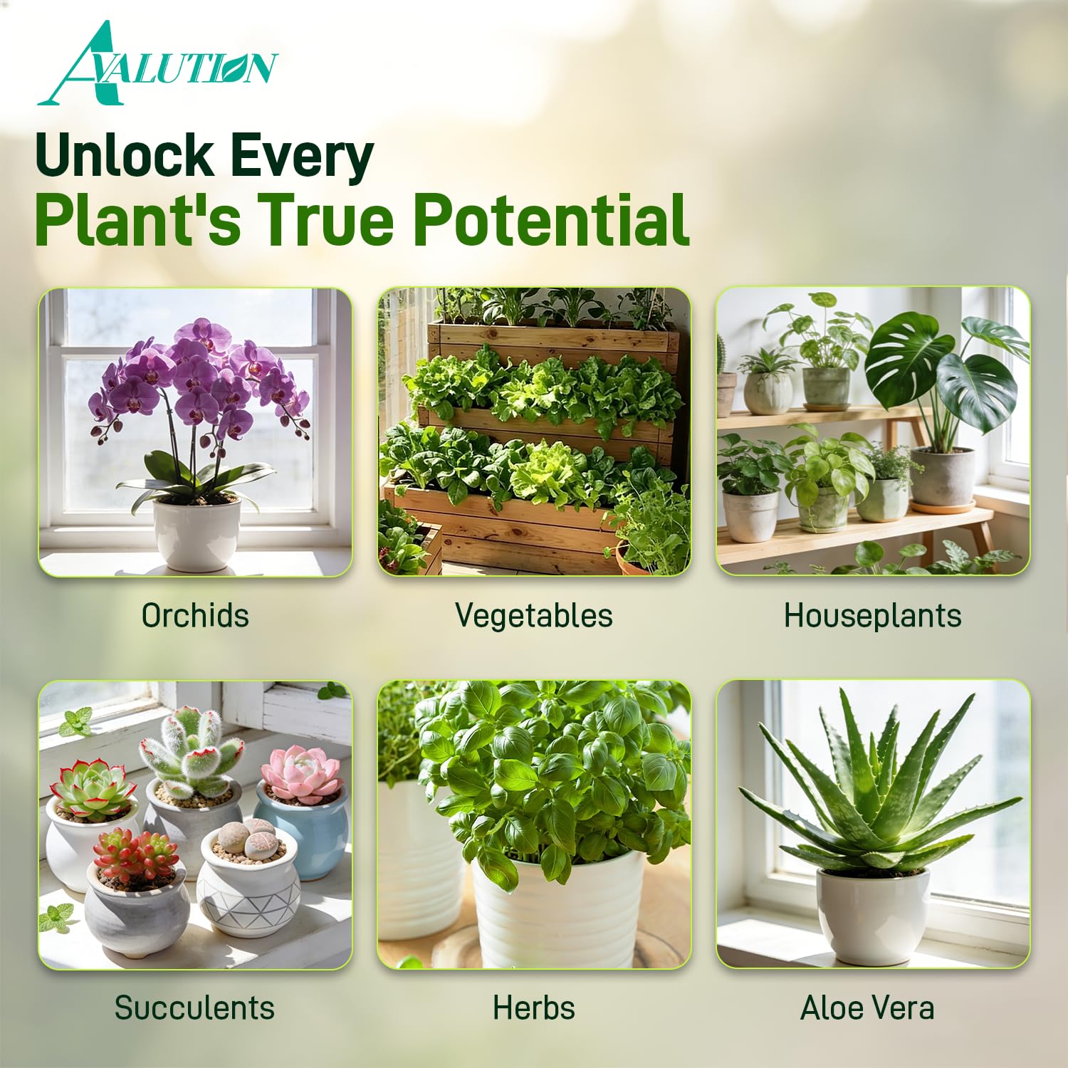 Avalution potting mix being used to repot a houseplant for faster establishment