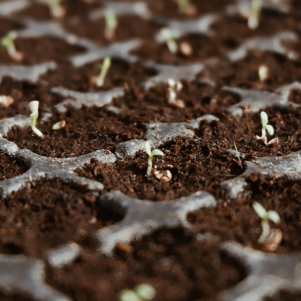 Avalution seed starting tray using coir for faster germination