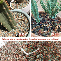 Avalution used as bonsai top-dress showing neat surface and reduced evaporation