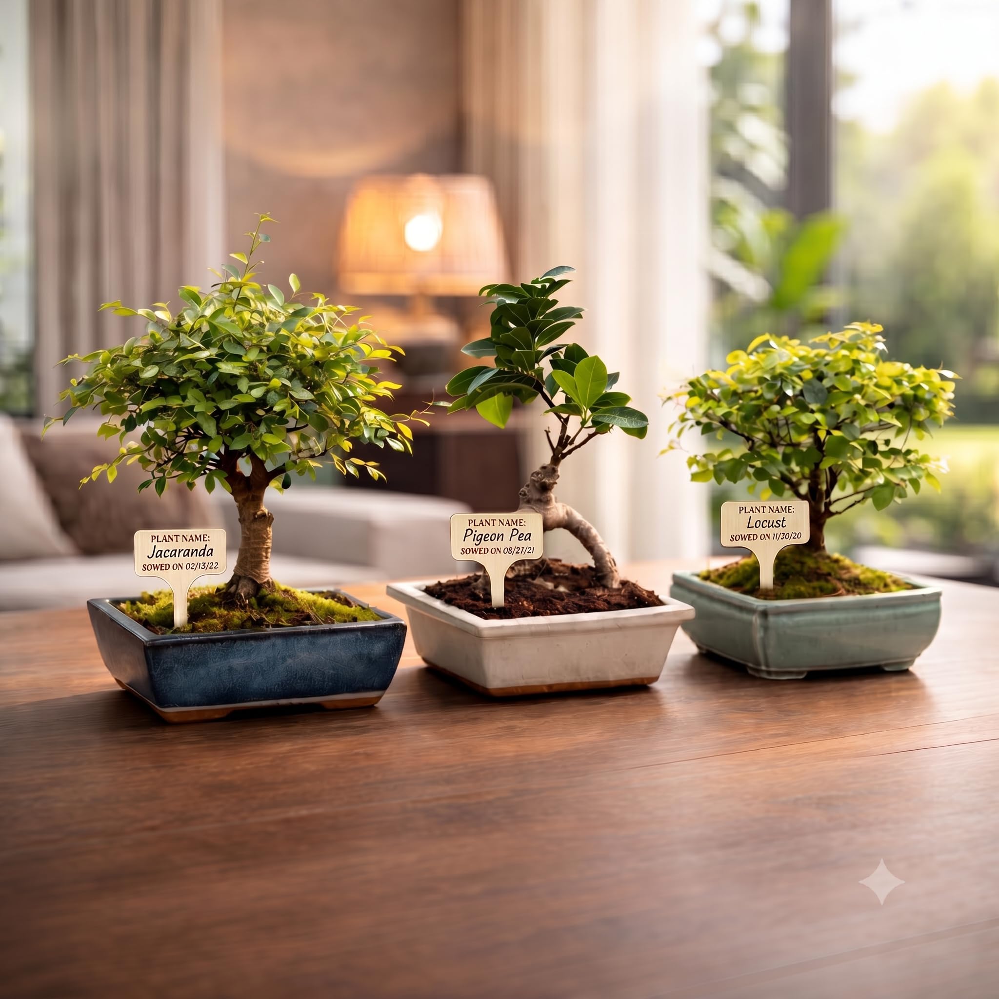 AVERGO bonsai trio on a windowsill creating a calming display