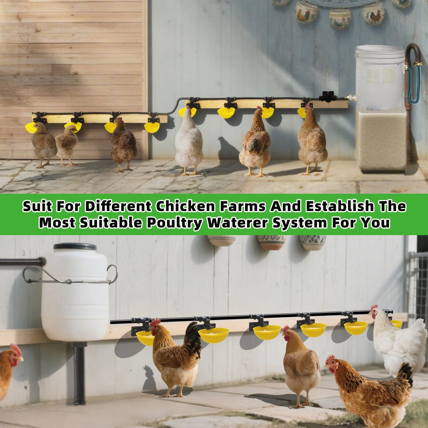 ayakol chickens using water cups illustrating reduced competition and cleaner water