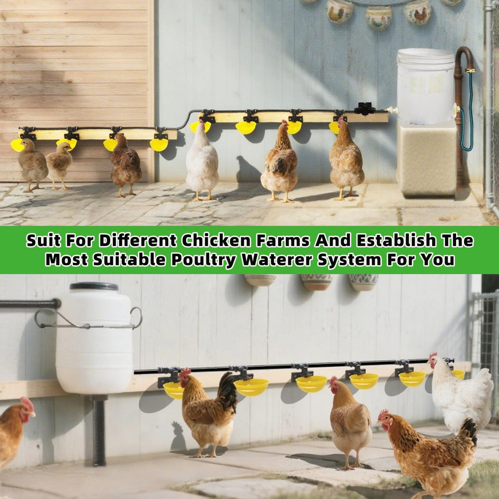 ayakol scale comparison with adult chicken illustrating generous cup size