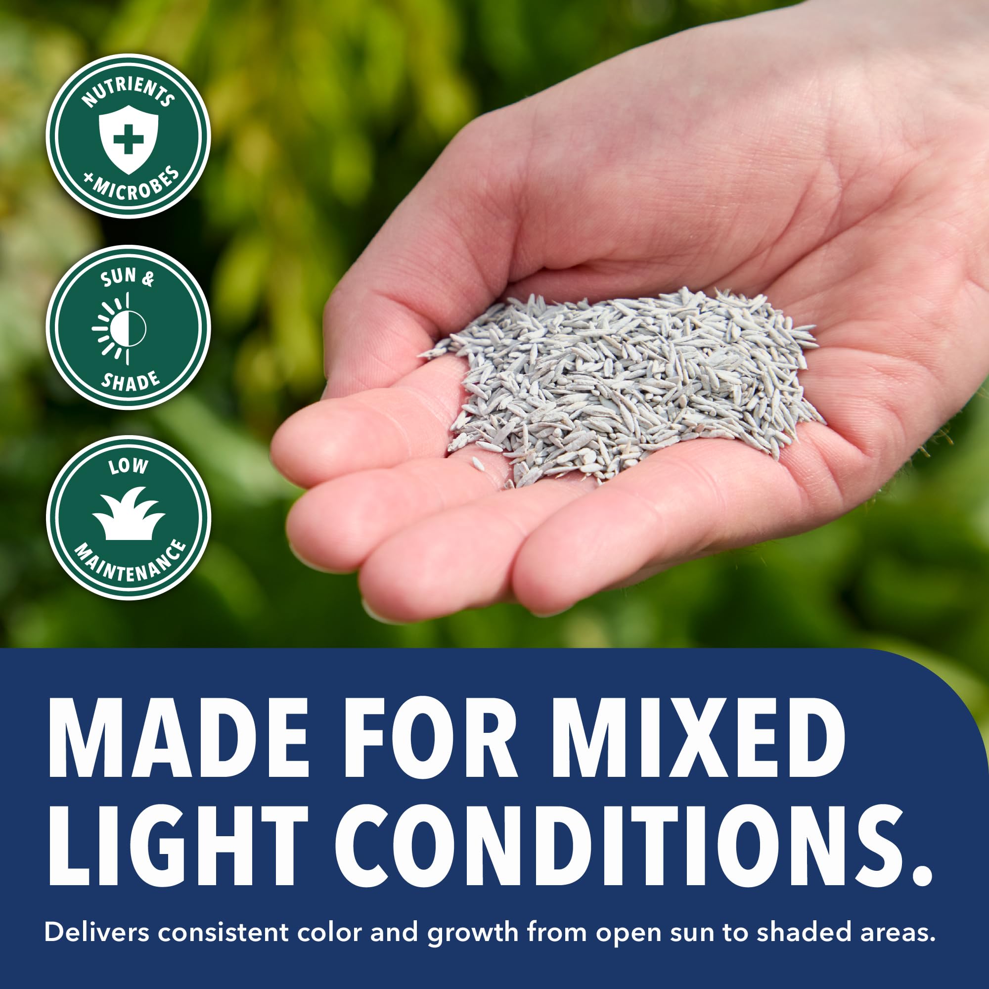 B&G seeded lawn in sun demonstrating quick coverage and uniform growth benefit