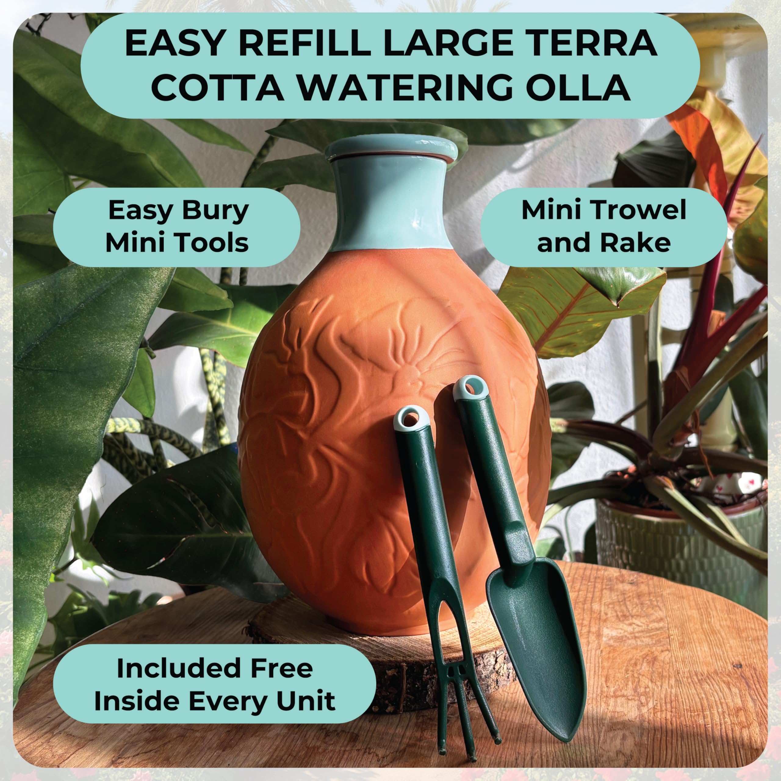 BabaBerry olla placed in large container reducing surface watering frequency benefit