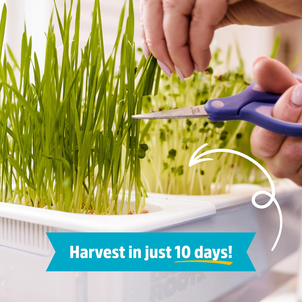 Back to the Roots microgreens ready to harvest from top tray, fresh-food benefit