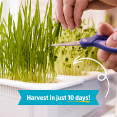 Back to the Roots microgreens ready to harvest from top tray, fresh-food benefit