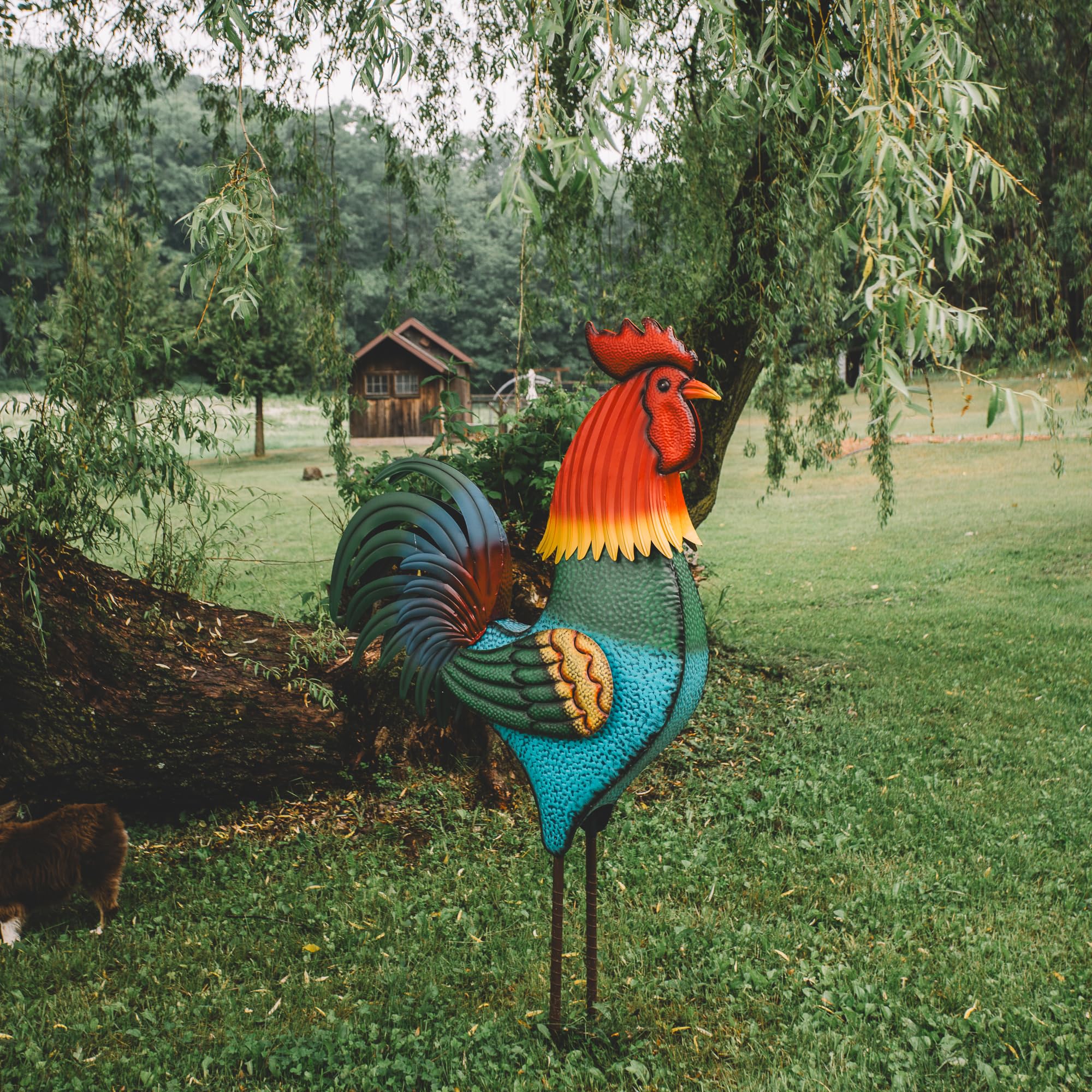 Backyard Expressions rooster displayed in garden adding farmhouse charm and color