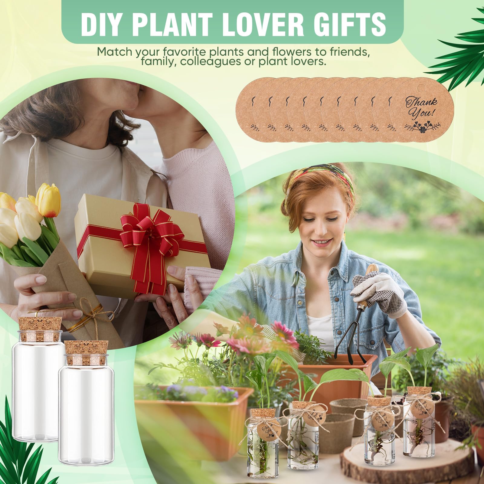 Baderke propagation vases on windowsill, presents decorative and space-efficient benefit