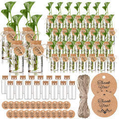 Baderke front view of clear propagation vases, shows compact display benefit