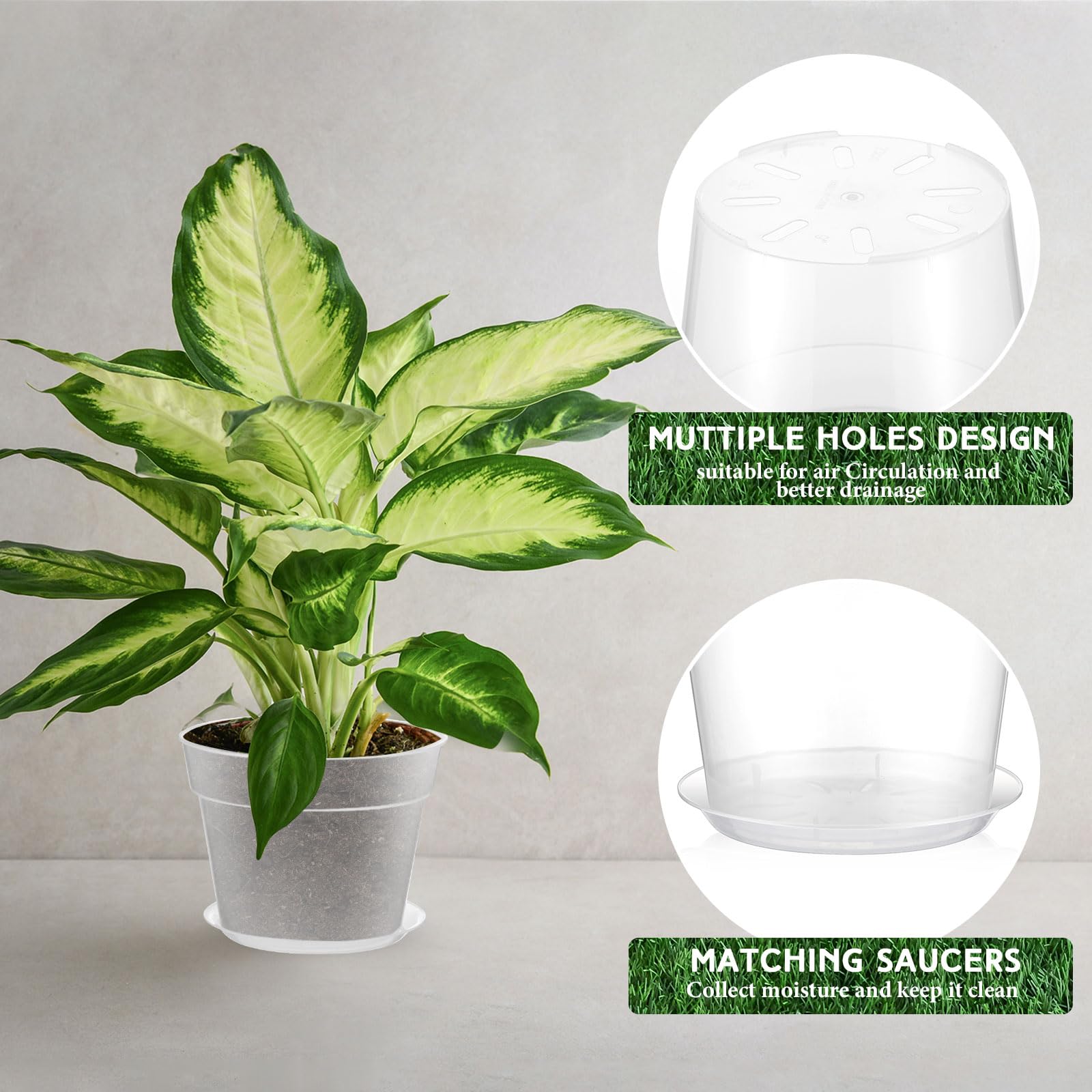 Baderke clear pot showing visible roots and moisture levels, helps monitor root health