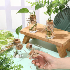 Baderke clear jar with visible roots, highlights easy root monitoring benefit