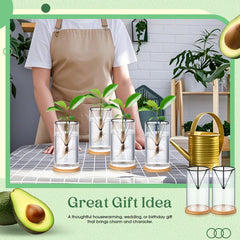 Baderke avocado seed placed in stand in glass vase demonstrating easy setup benefit