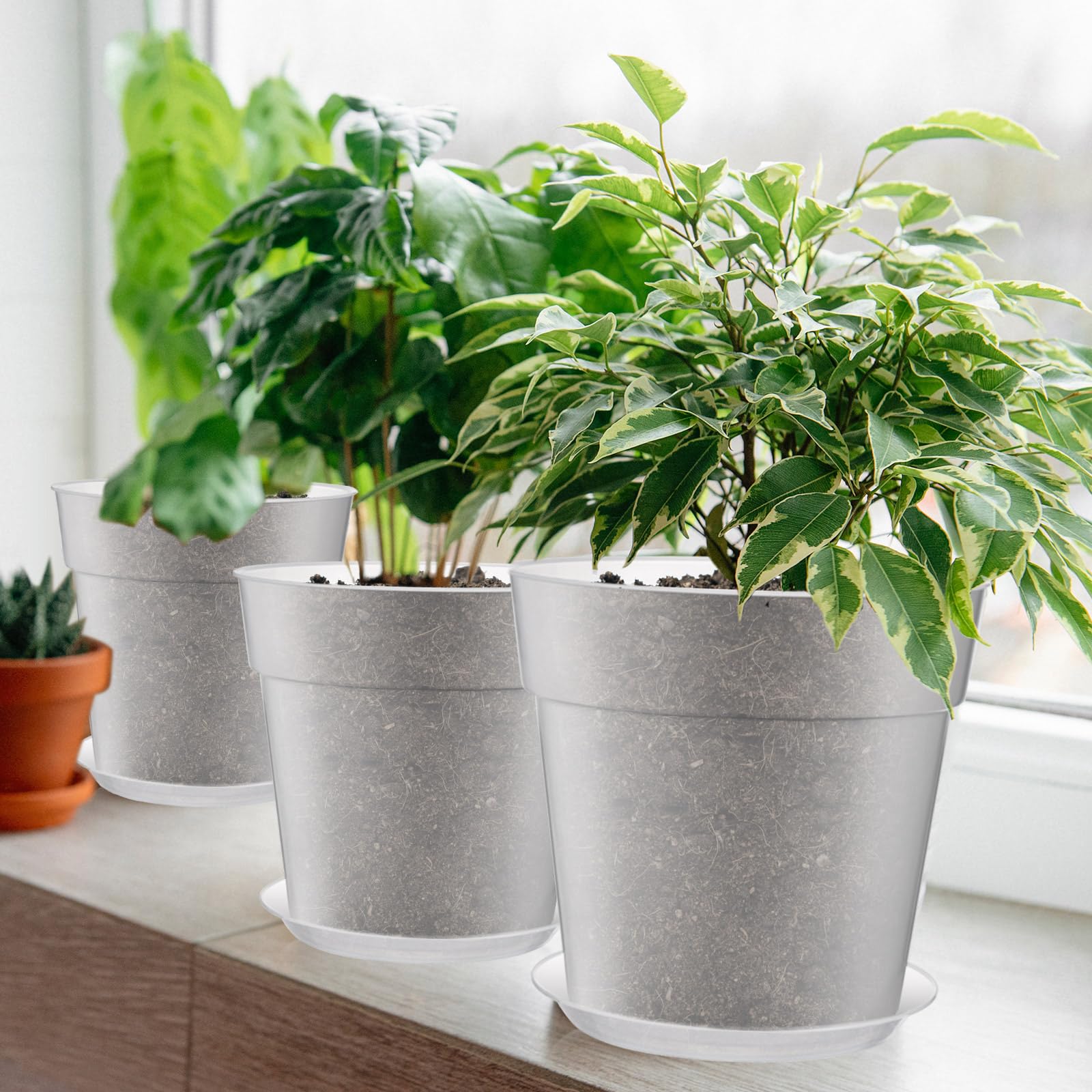 Baderke transparent pot with visible orchid roots aiding monitoring and repotting