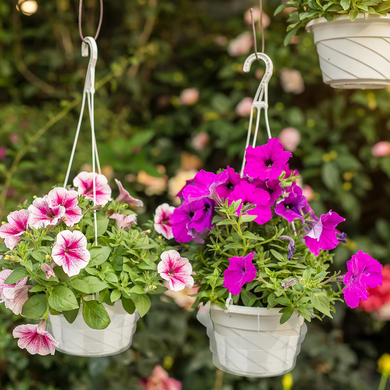 Baderke tray in use under hanging plant catching runoff
