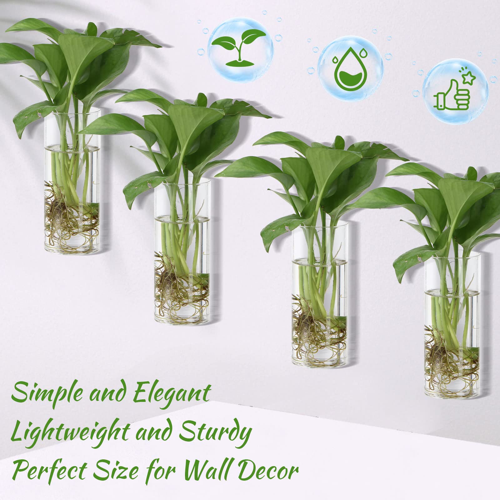 Baderke glass vase with pothos cutting illustrating visible root propagation
