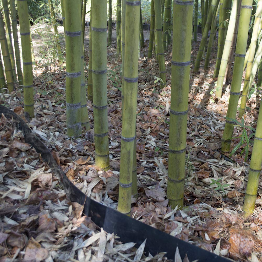 Bamboo Shield edge above grade showing visible top for maintenance access
