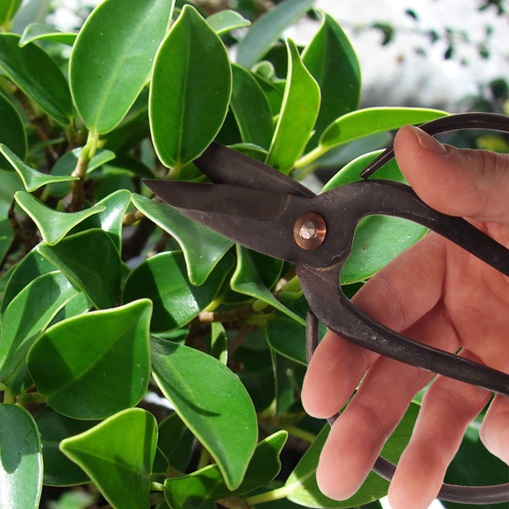 BambooMN tools in use pruning bonsai demonstrating tidy results