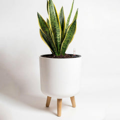 Bamworld planter front view with legs showing tidy decor benefit