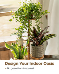 Bamworld plant stand in living room displaying multiple pots