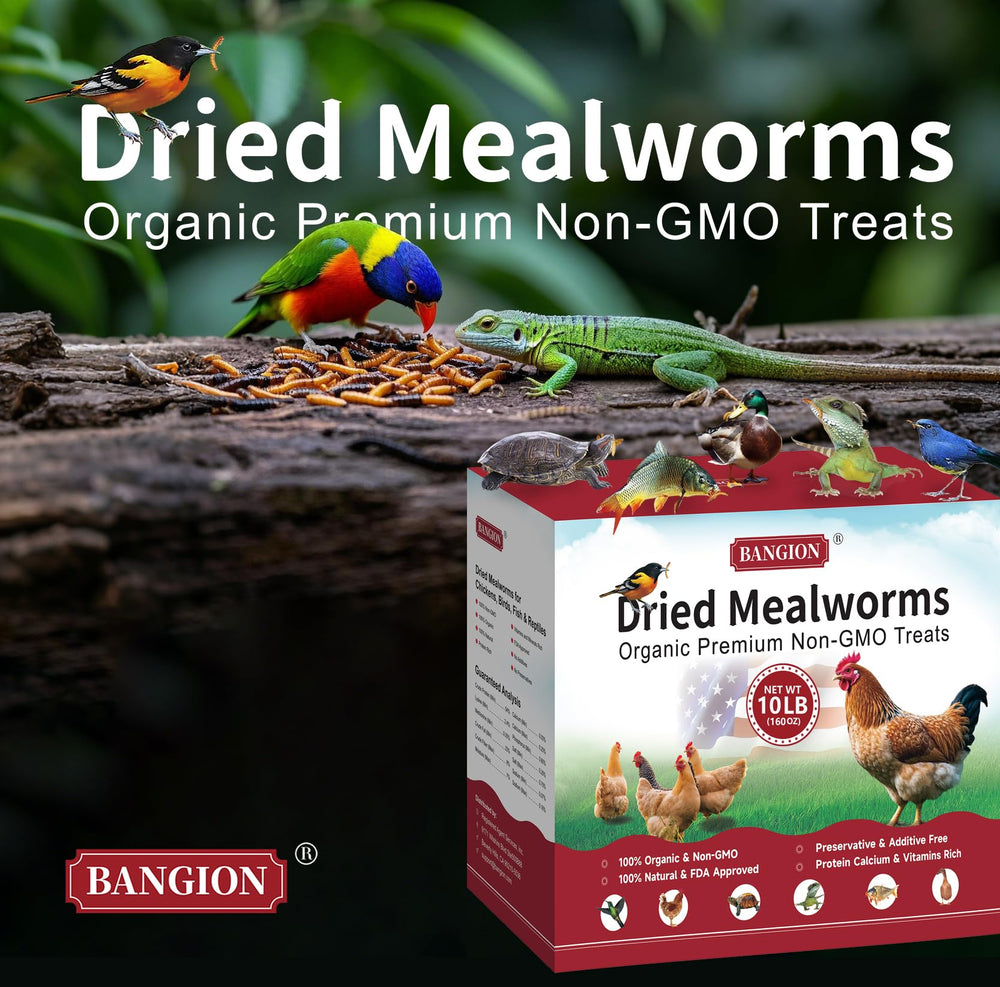 BANGION chickens pecking mealworms, improving feather condition naturally