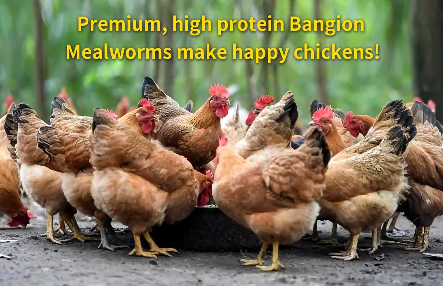 BANGION shallow feeder with bluebird enjoying mealworms, attracts wildlife