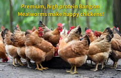 BANGION shallow feeder with bluebird enjoying mealworms, attracts wildlife