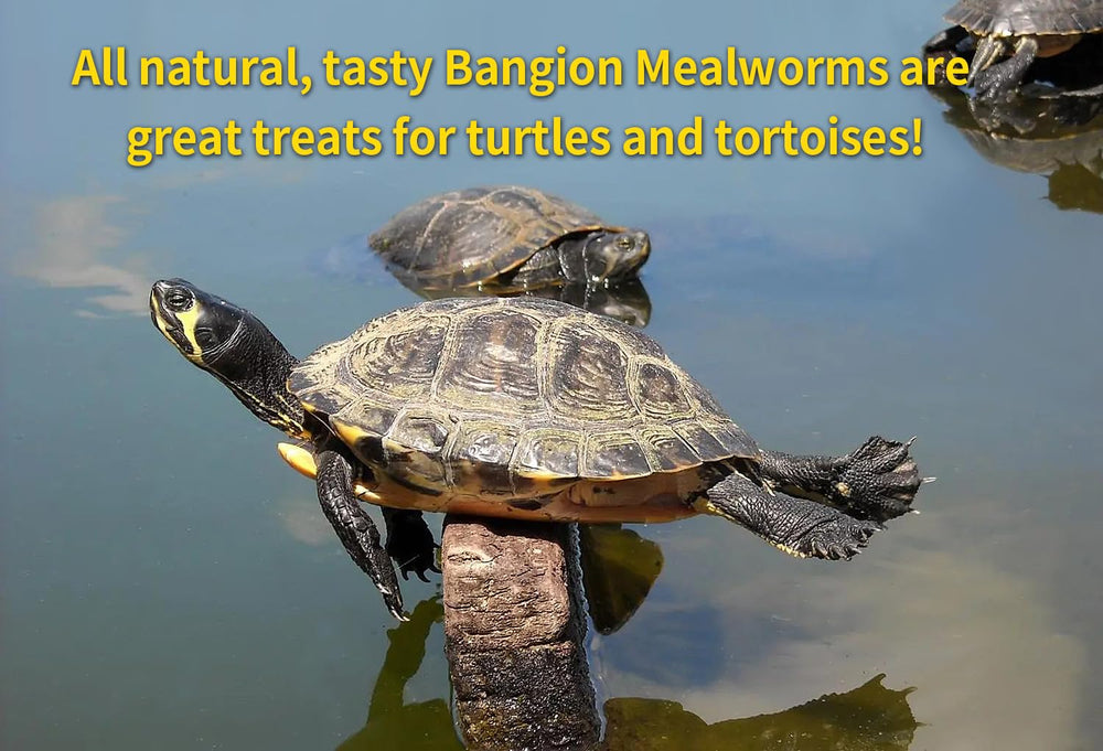 BANGION mealworms on garden table attracting backyard birds and visitors