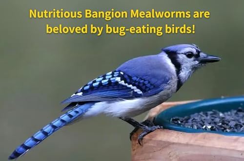 BANGION mealworms offered to bearded dragon, nutritious reptile treat