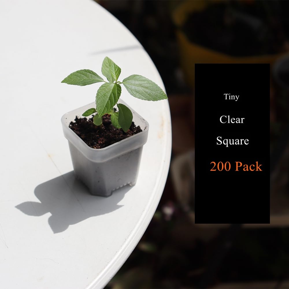 BangQiao small succulents planted in pots on a table showing decorative and practical use