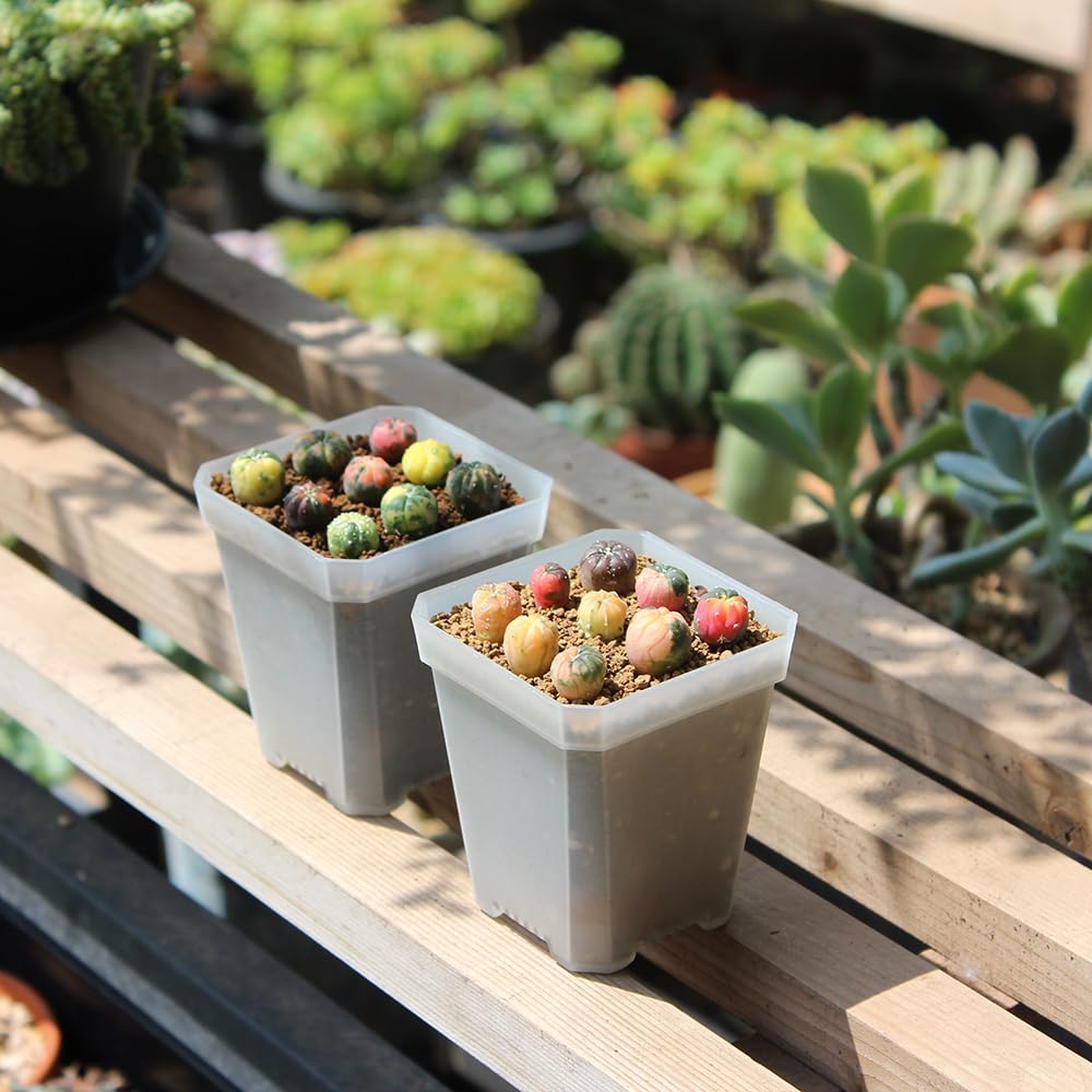BangQiao pots arranged on outdoor bench showing practical use in garden setups