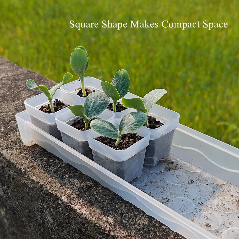 BangQiao pots tightly arranged on a seed tray maximizing space efficiency in greenhouse