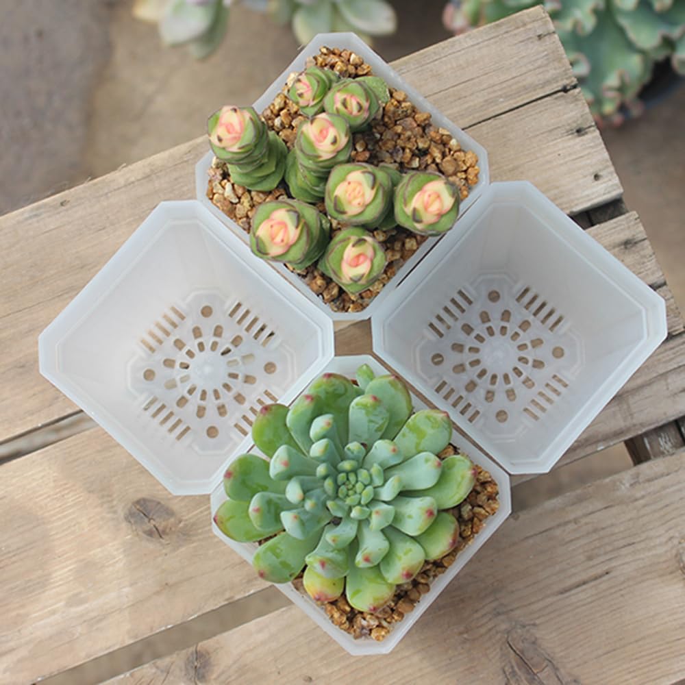 BangQiao pots holding seedlings on windowsill illustrating indoor propagation efficiency