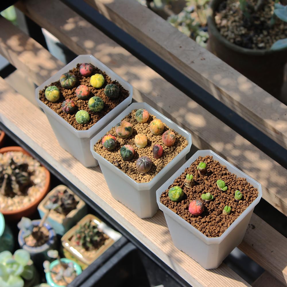 BangQiao pot held in hand showing scale and easy handling when transplanting
