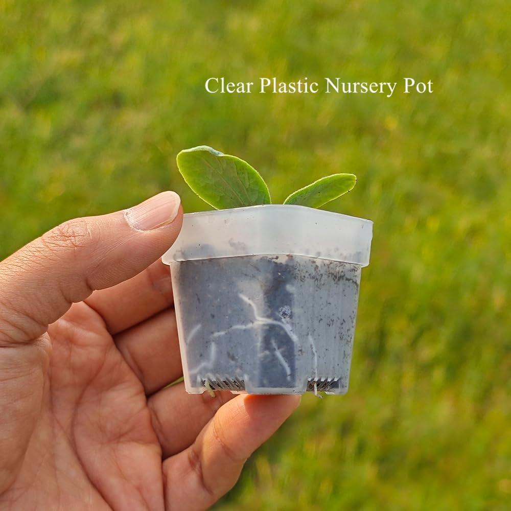 BangQiao top view with pot filled with soil demonstrating planting depth and media use