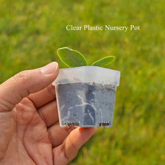 BangQiao top view with pot filled with soil demonstrating planting depth and media use