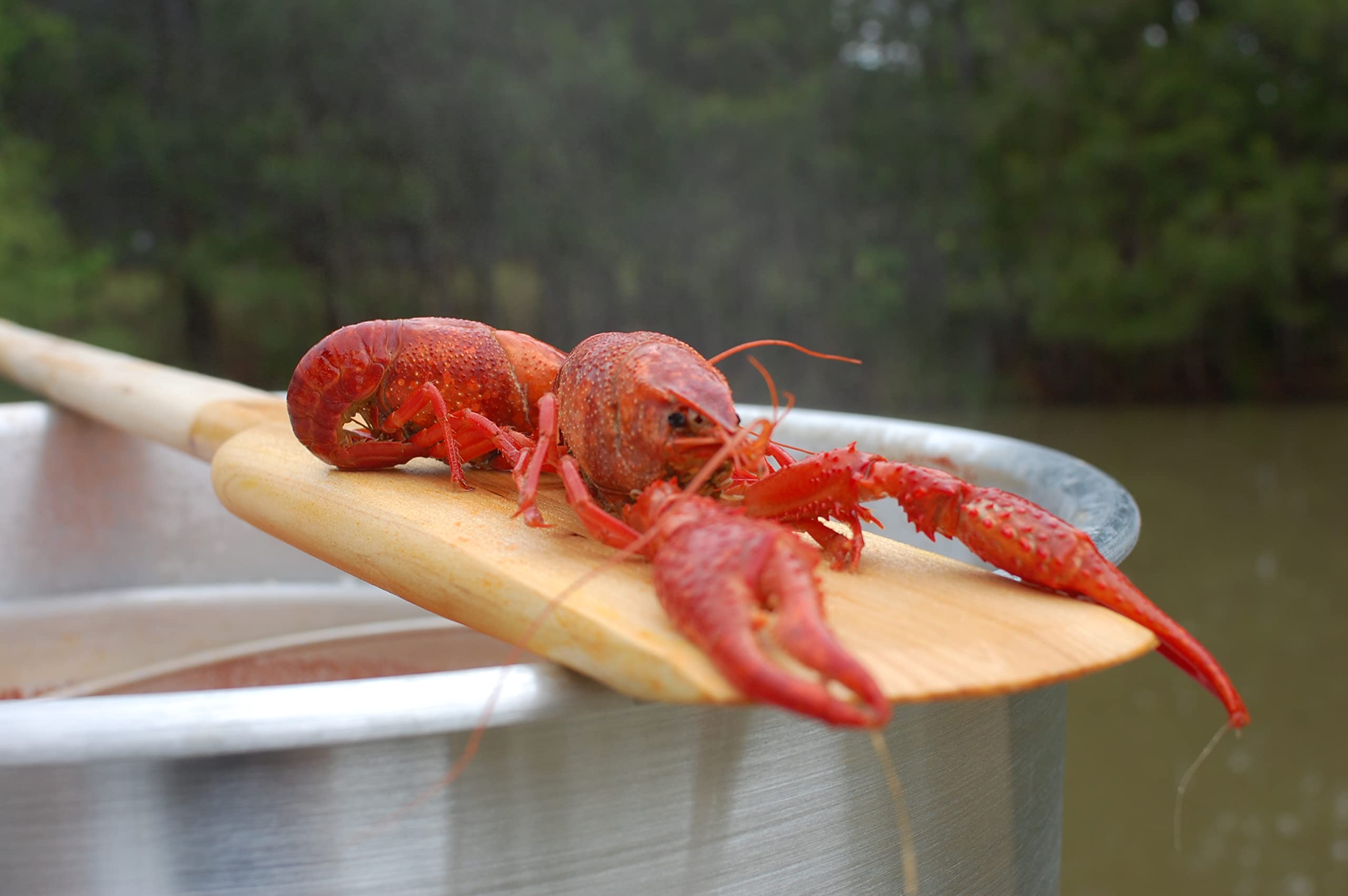 Bayou Classic paddle stirring a crawfish boil in a large pot showing safe long-reach control