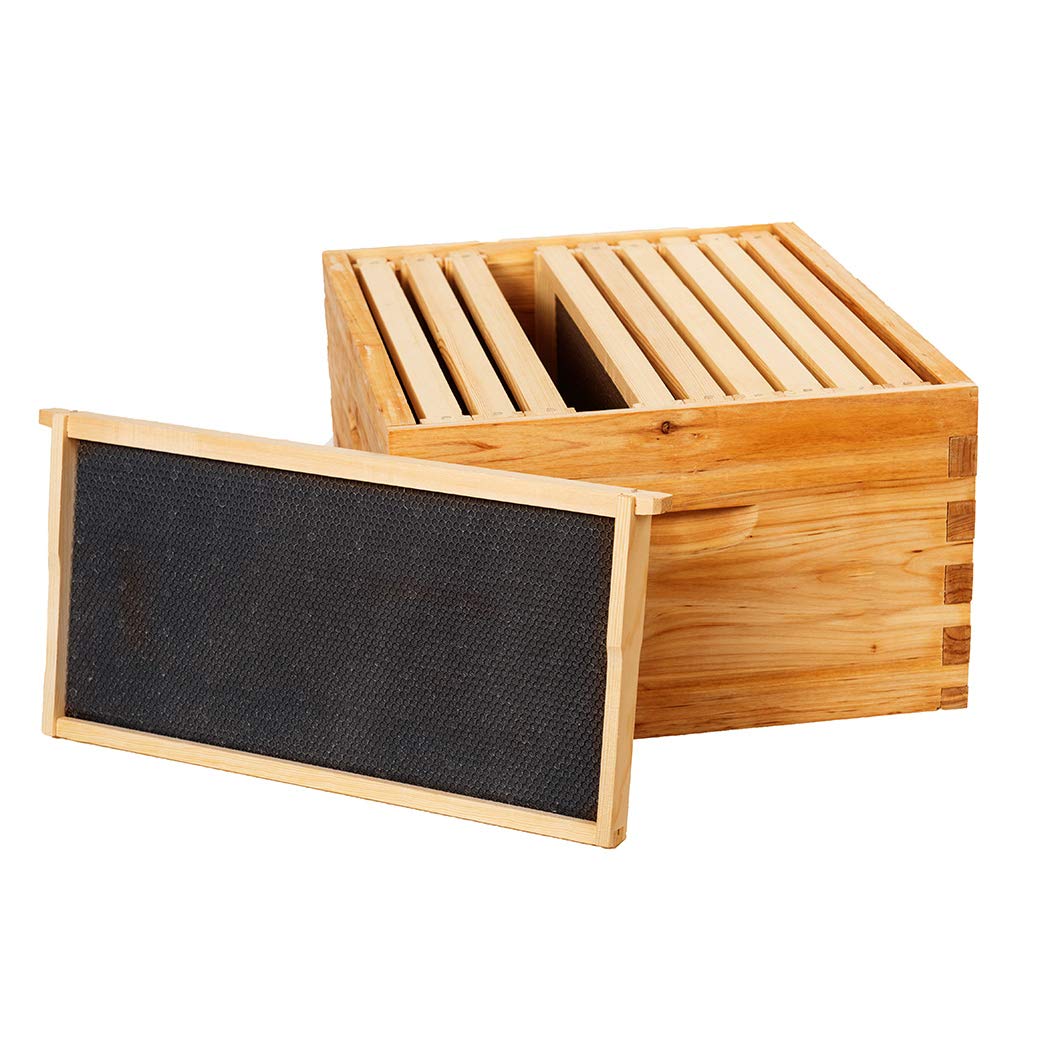 BeeCastle beeswax-coated foundation sheet promoting faster comb building