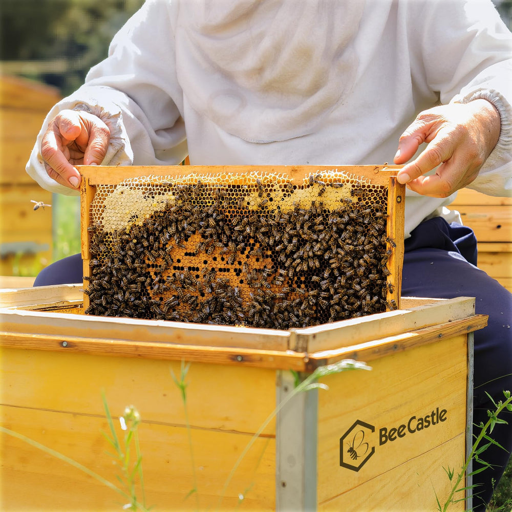 BeeCastle frames being fitted into a Langstroth deep brood box for efficient setup